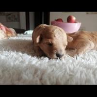 Cuccioli di pomapoo toy prenotabili