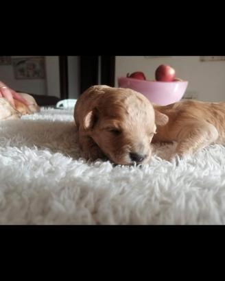 Cuccioli di pomapoo toy prenotabili