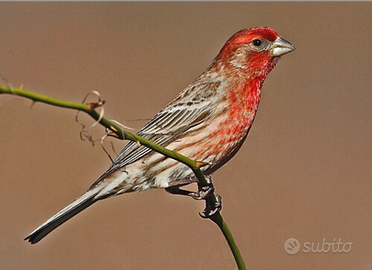 Ibrido messicano canta tutto il giorno