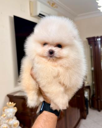 Spitz di Pomerania nana