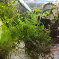 Java moss
