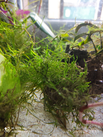 Java moss