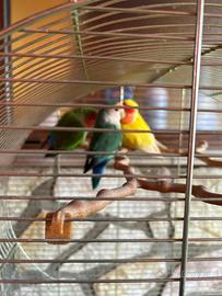 Pappagalli inseparabili