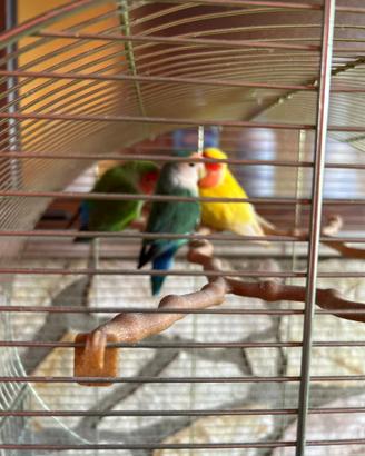 Pappagalli inseparabili