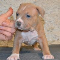 Super cucciolo pitbull