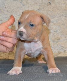 Super cucciolo pitbull