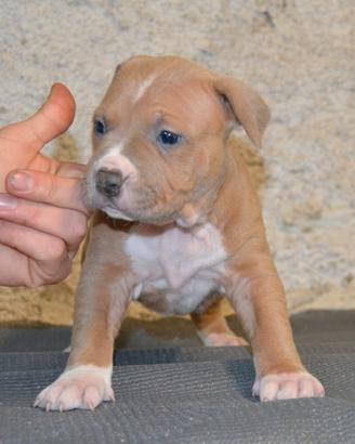 Super cucciolo pitbull