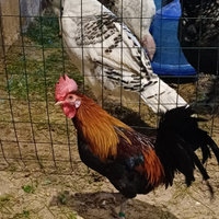 Gallo e galline americanina nana