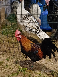 Gallo e galline americanina nana