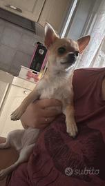 Chihuahua maschio