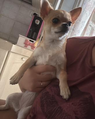 Chihuahua maschio