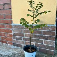 Piante Sophora japonica