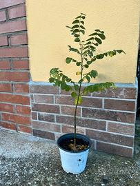 Piante Sophora japonica