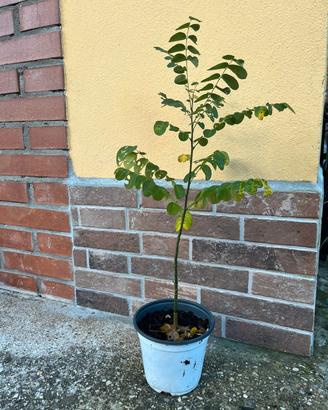 Piante Sophora japonica