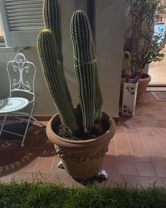 Cactus