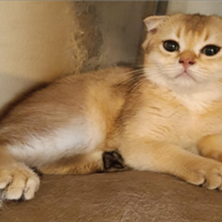 Gatti scottish fold
