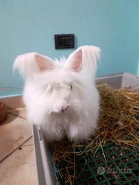 Coniglio angora