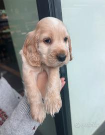 Cuccioli cocker spaniel