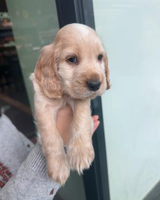 Cuccioli cocker spaniel