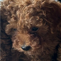 Barboncini toy maschi