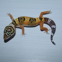 Geco leopardino