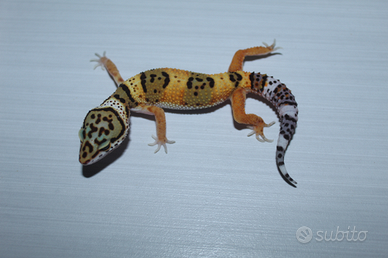 Geco leopardino