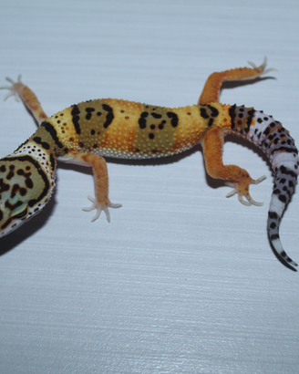 Geco leopardino