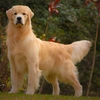 Golden retriever linea america selezionati