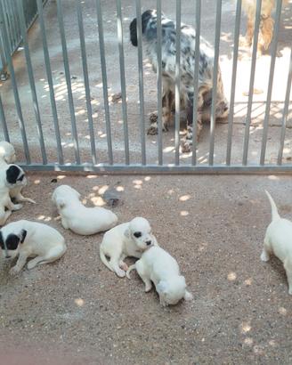 Setter inglese cuccioli