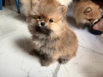 Spitz Pomerania