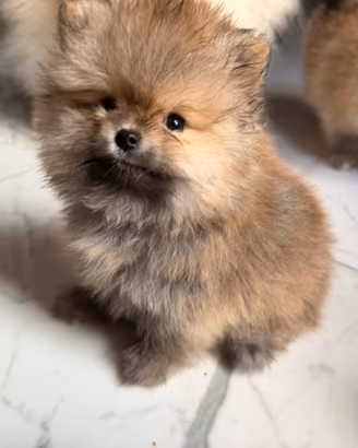 Spitz Pomerania