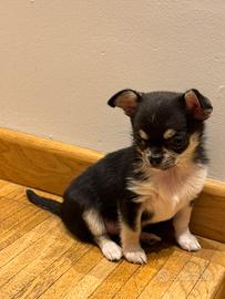 Cucciola Chihuahua femmina - Firenze - 700