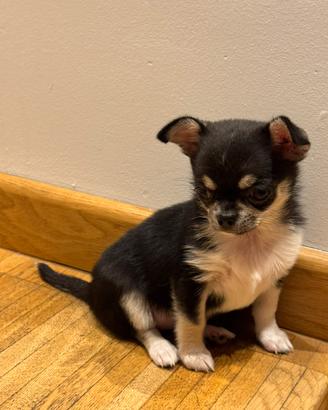 Cucciola Chihuahua femmina - Firenze - 700