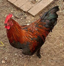 3 galli marans
