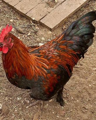 3 galli marans