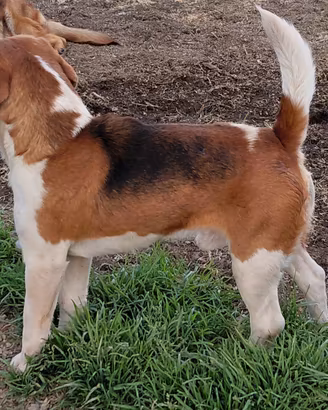 beagle 
