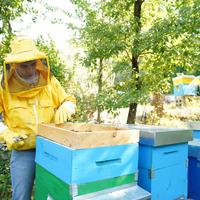 Apicoltore recupero sciame d'api