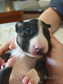 Cuccioli bull terrier