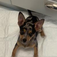 Cuccioli pincher e pittbull