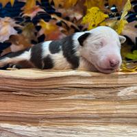 Bull terrier miniature
