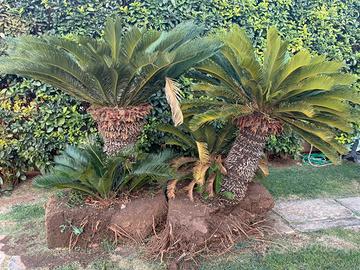 PIANTE CYCAS SINGOLE O INSIEME IN BUONO STATO
