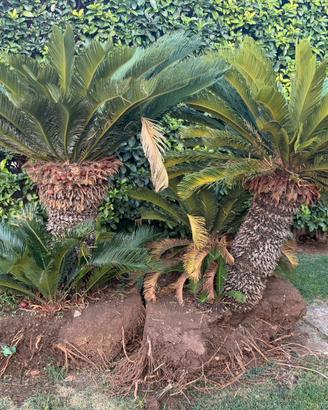 PIANTE CYCAS SINGOLE O INSIEME IN BUONO STATO