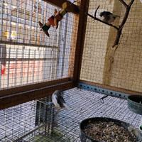 Canarini Gloster coppia