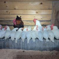 Galline livornesi in produzione a breve