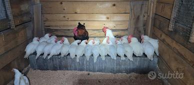 Galline livornesi in produzione a breve