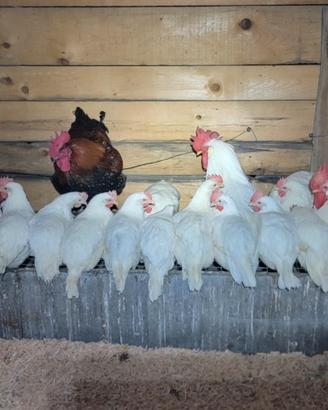 Galline livornesi in produzione a breve