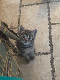 Gattini