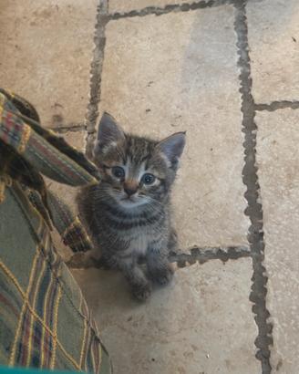 Gattini