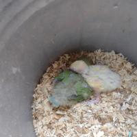 Pappagalli inseparabili roseicolli