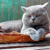 Maschio British Shorthair disponibile per Monta